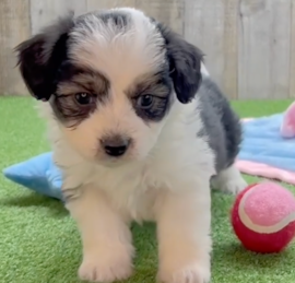 Aussiechon Puppies For Sale - Pilesgrove Pups